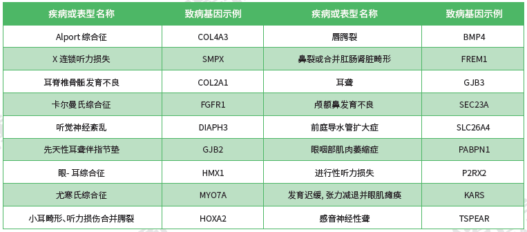 【yp街机(中国)基因检测】<font color='red'><font color='red'>耳鼻喉</font><font color='red'>系统</font><font color='red'>疾病</font></font>致病基因鉴定基因解码